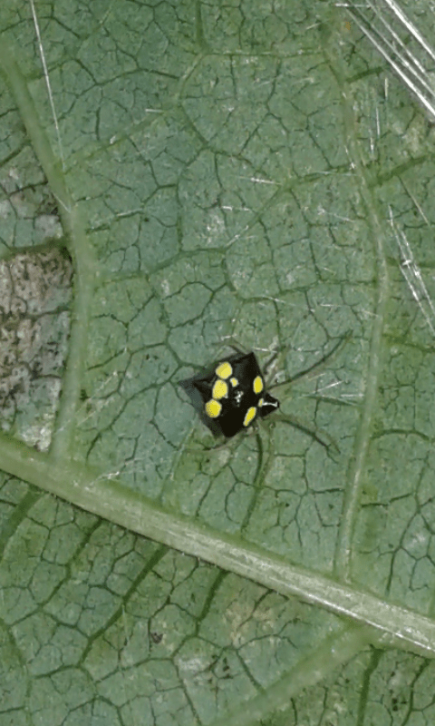 Theridula gonygaster (Theridiidae)? S� - prov. PD